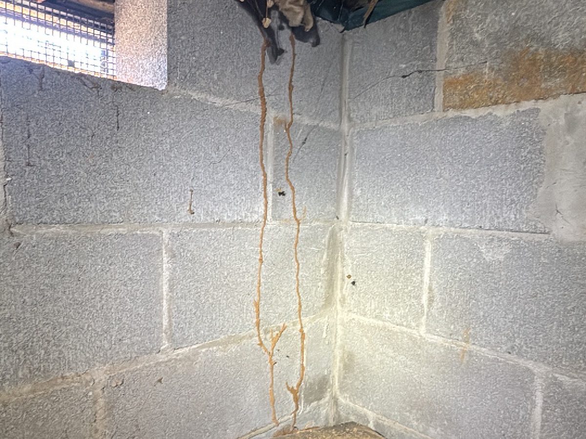 Termite inspection finding: mud tubes on a crawl space foundation wall