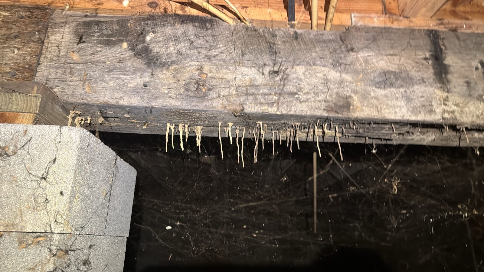 Termite tubes hanging from a crawl space beam, found during a termite inspection